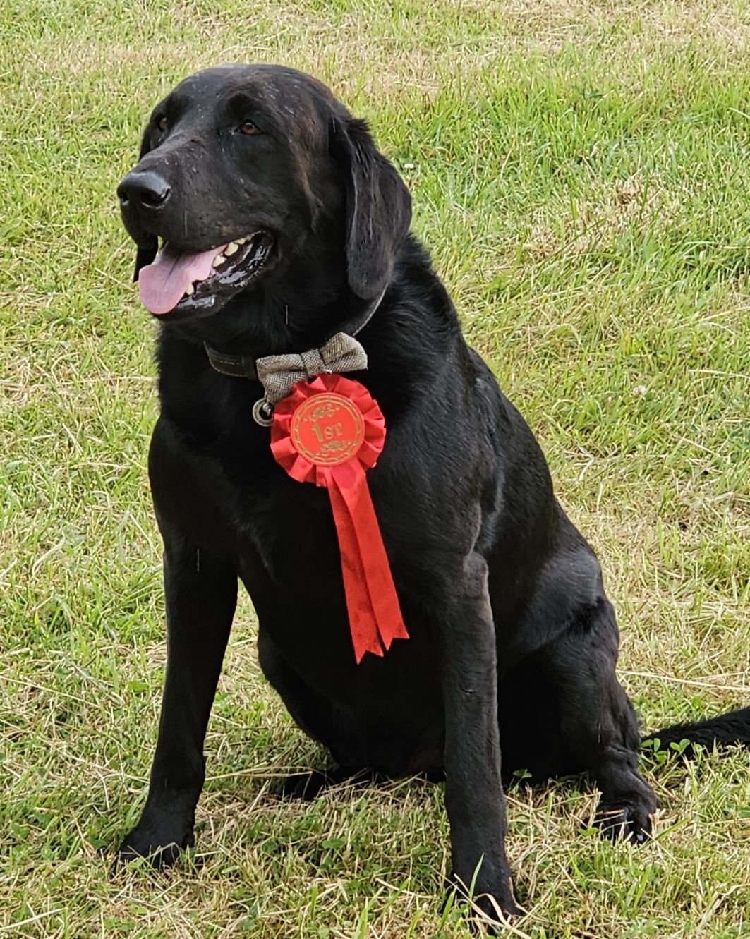 Last year’s Most Handsome Dog, Fen, which is short for Fenris