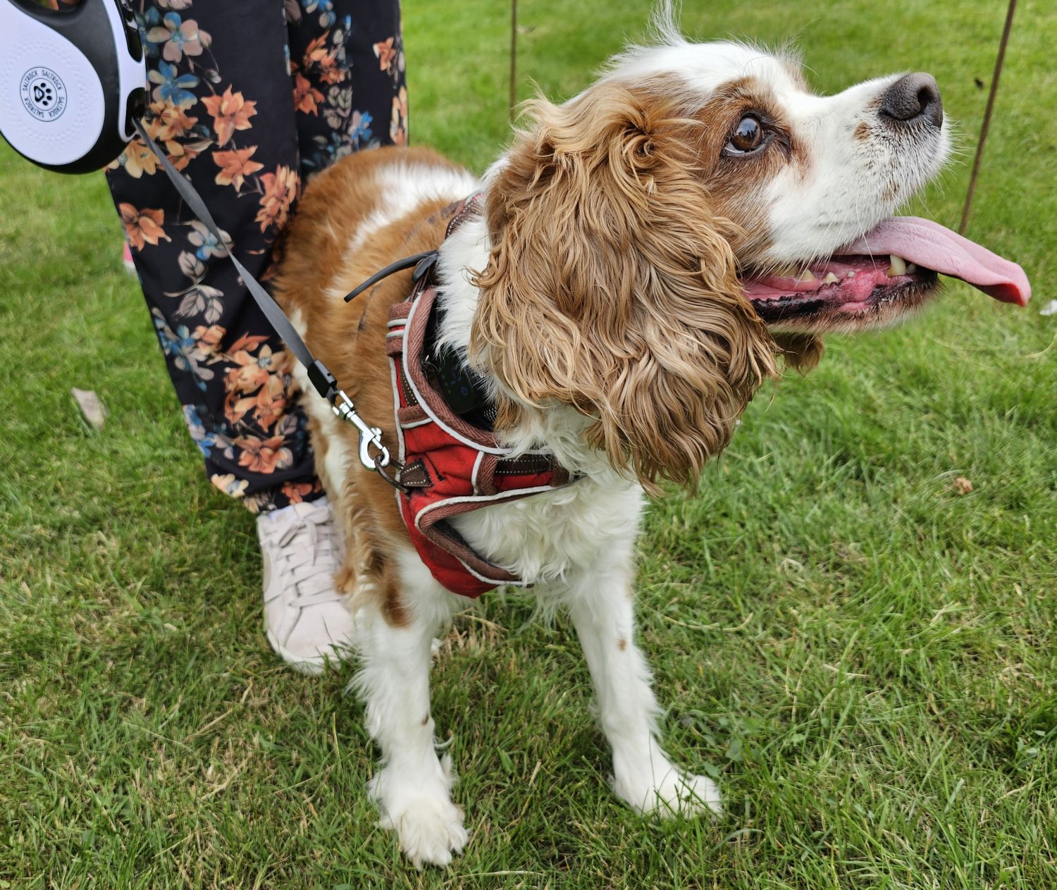 Archie, Cavalier King Charles Spaniel