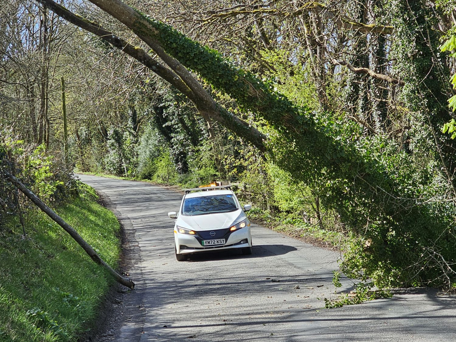 Tree fall closes Coley Lane