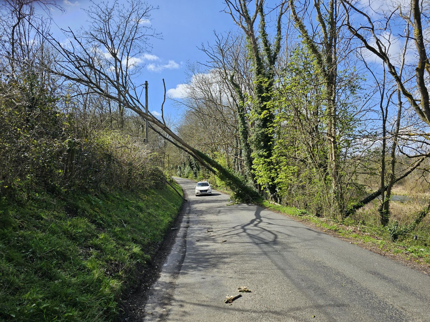 The tree is apparently supported by the power lines