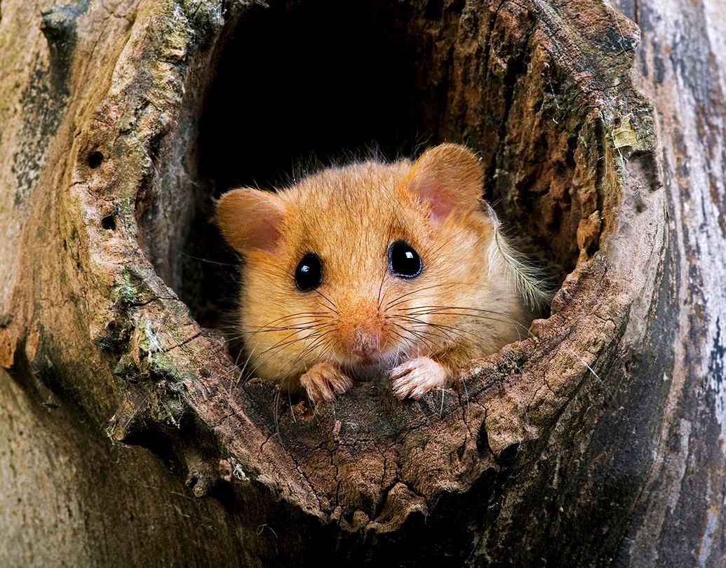 Hazel dormouse (Muscardinus avellanarius)