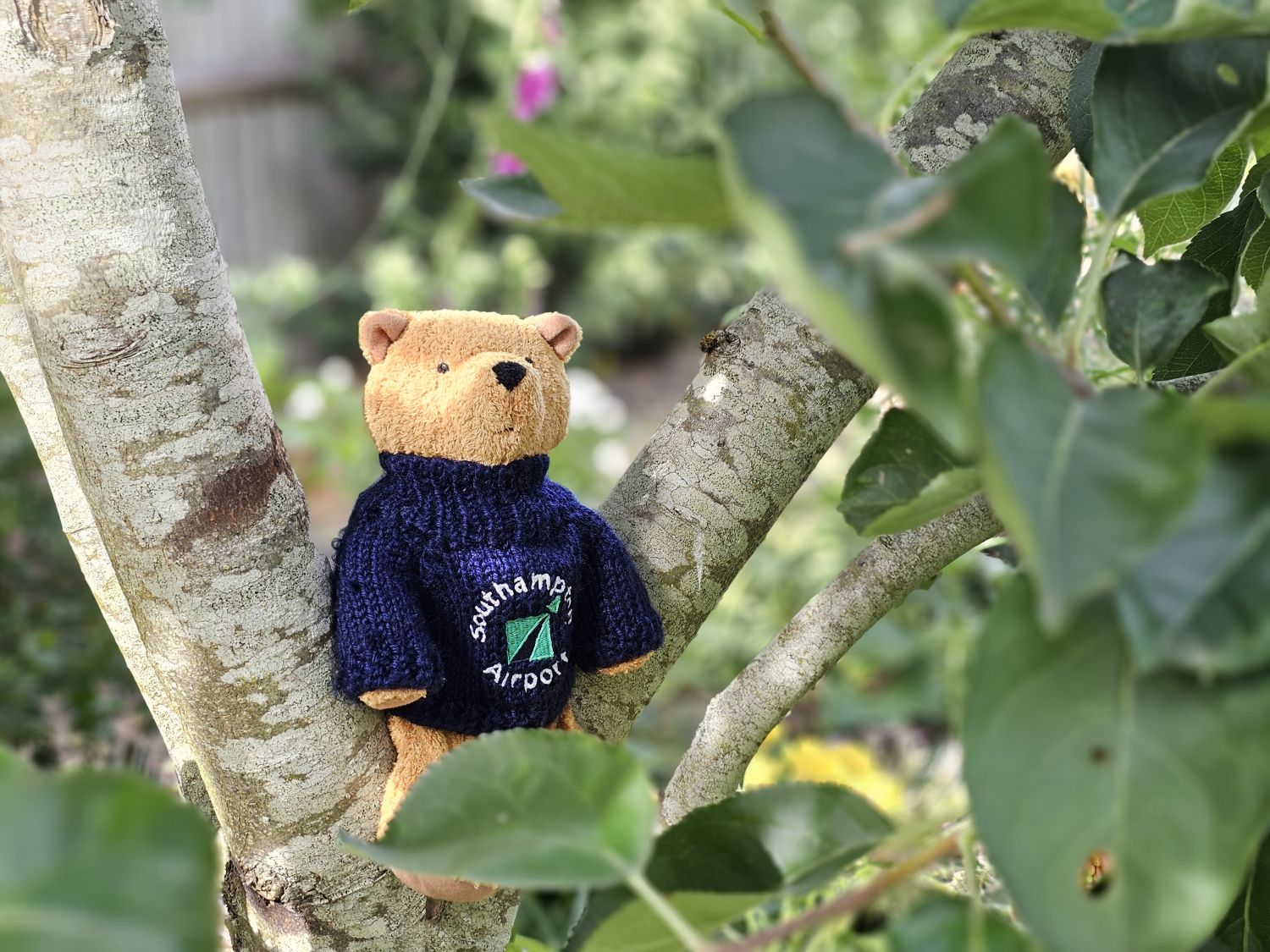 Beech House Bear
