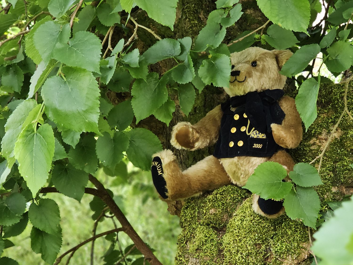 Chilbolton Cottage Bear