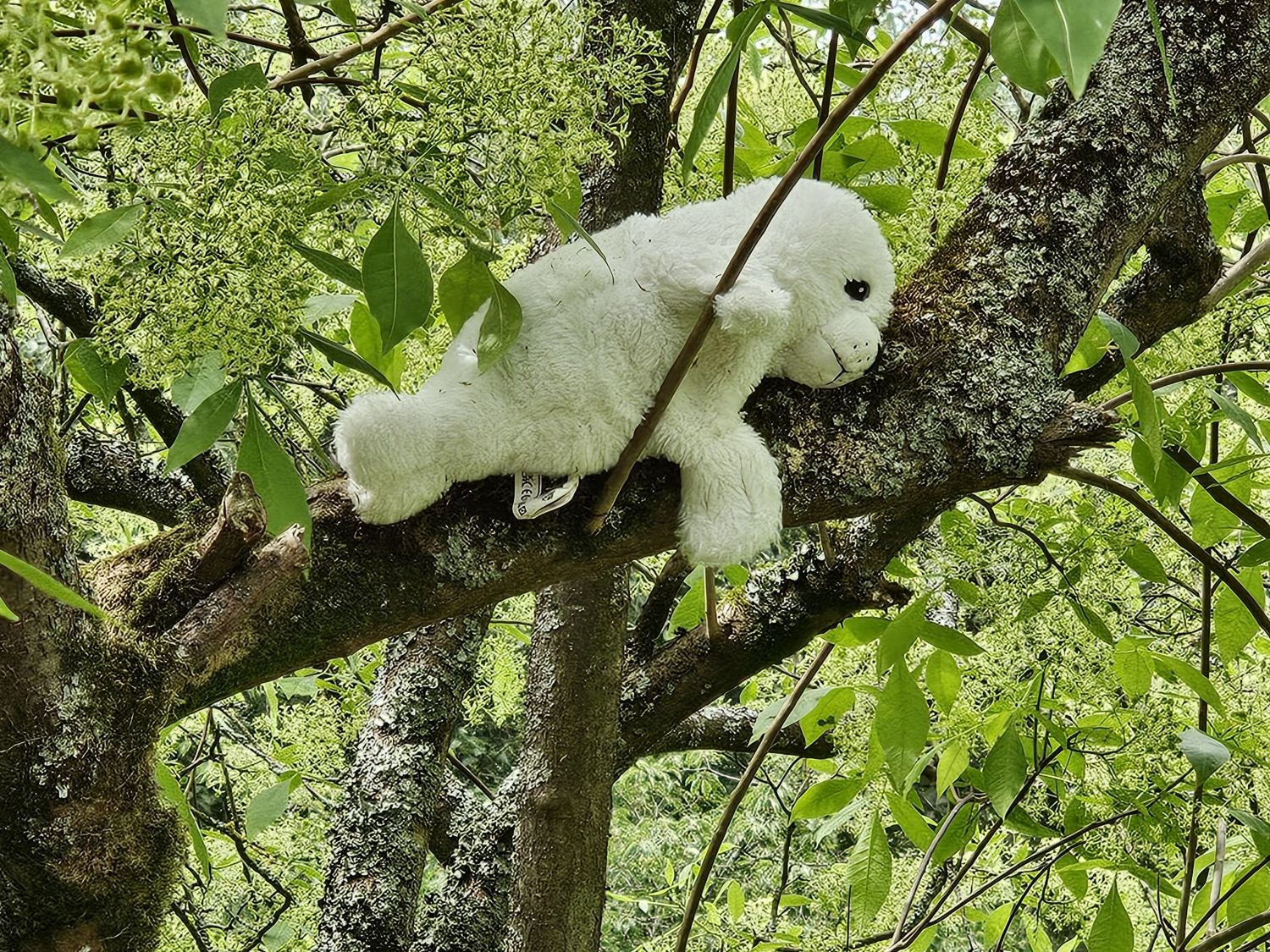 Hazel House Bear