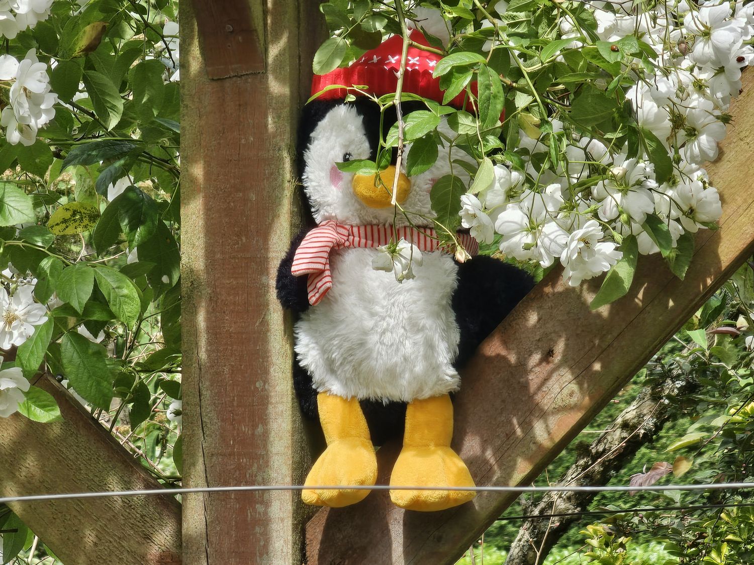 Hazel House Bear