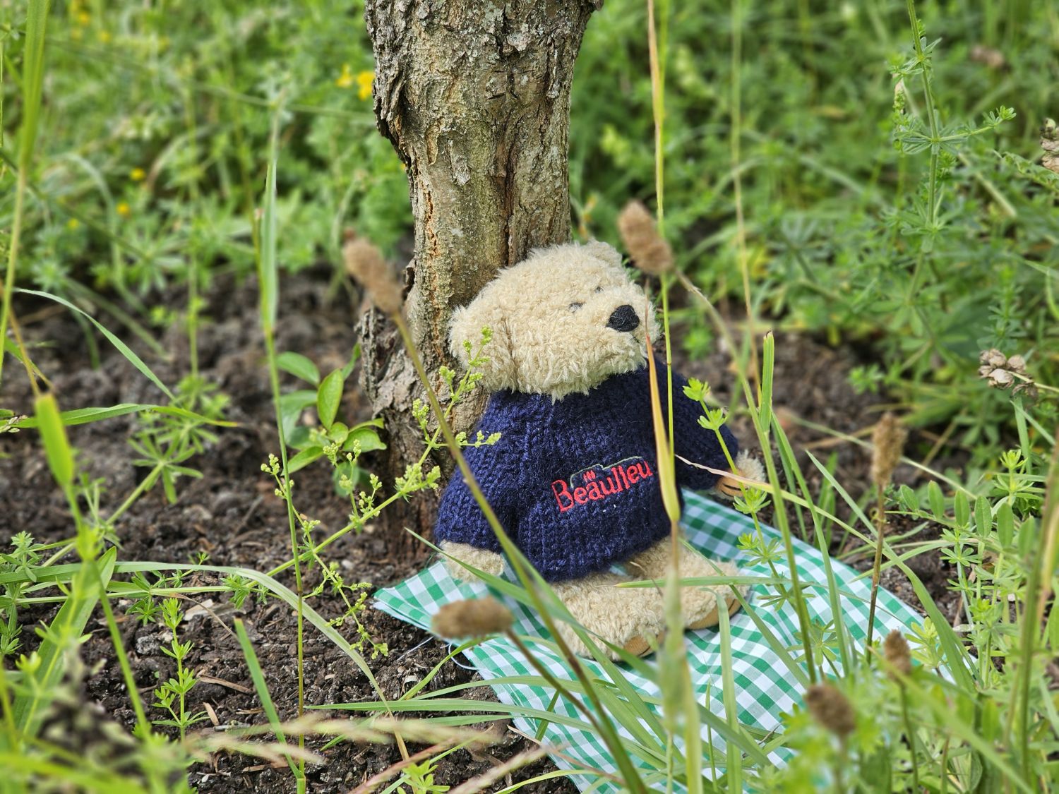 Upcote Bear