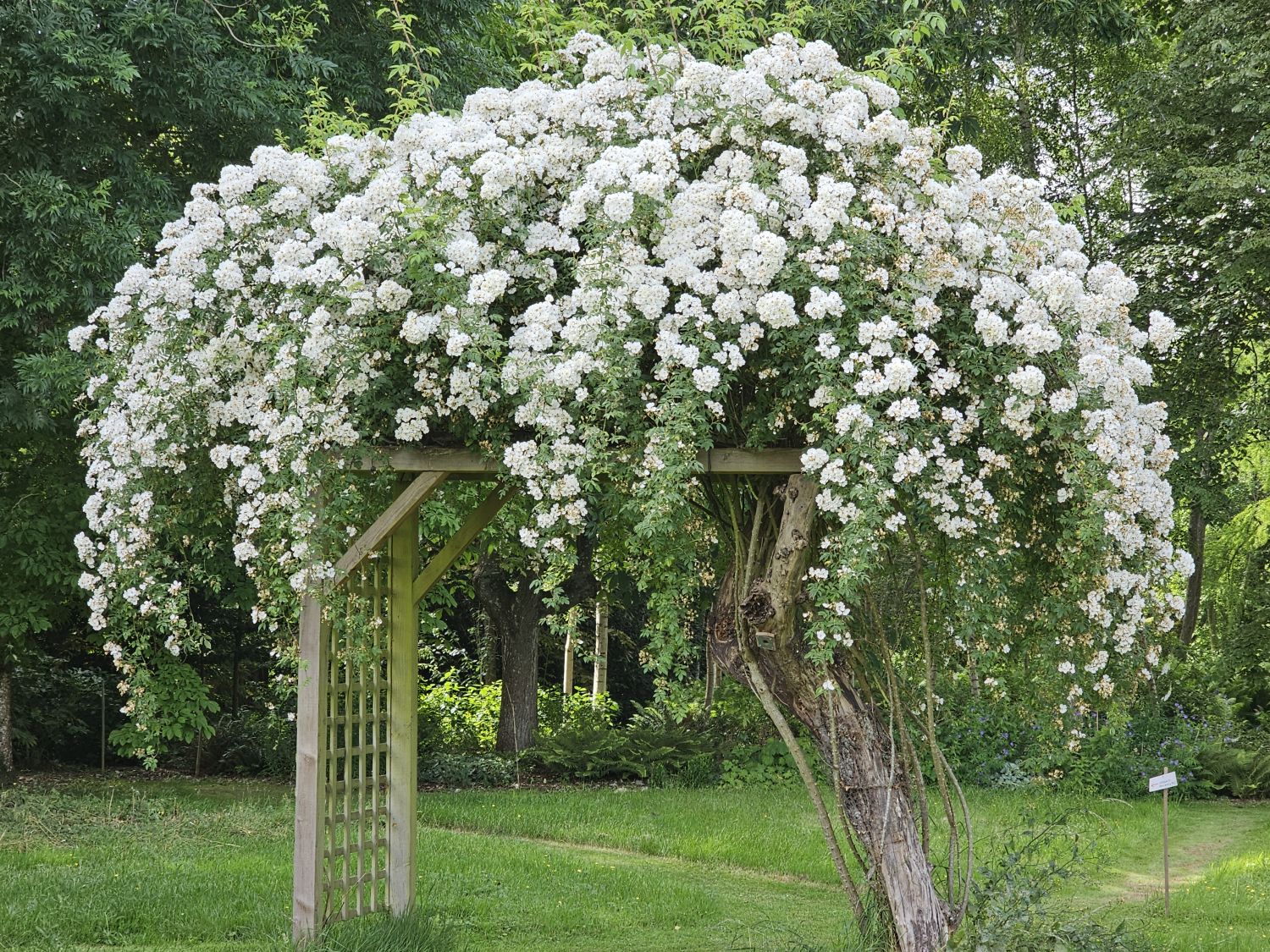 Bannuts Farm in full bloom, June 2026