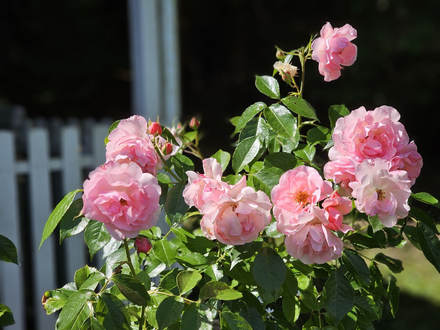 Hoping next year’s roses are as good