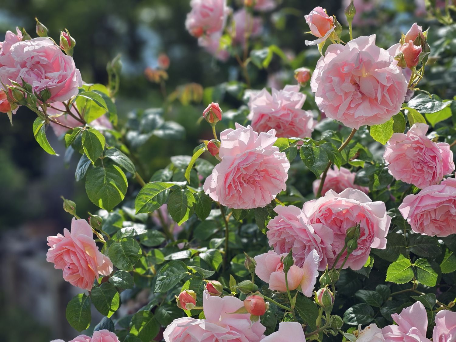 David Austin roses at Beech Grove in Wherwell