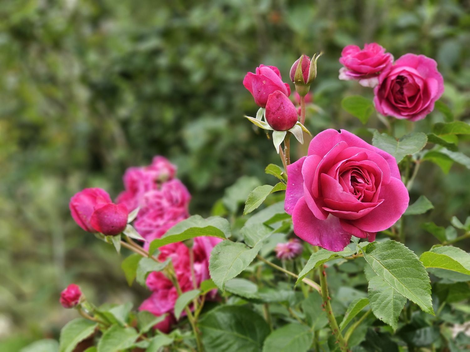 Roses at one of the featured gardens