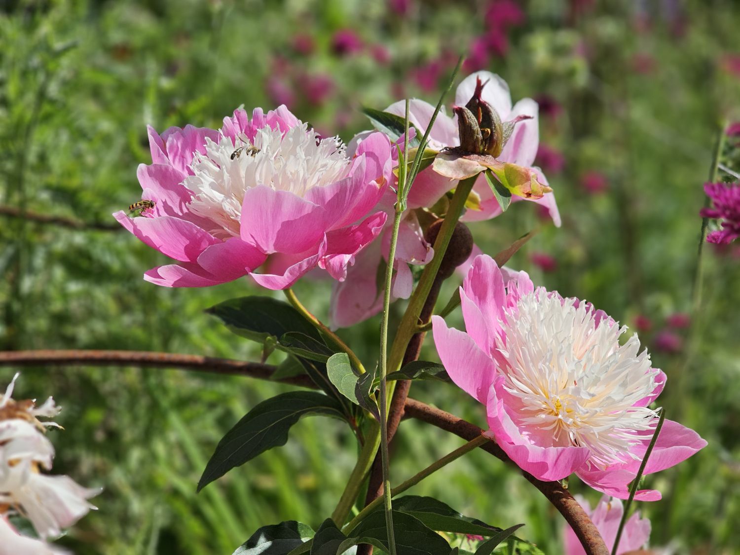 Ballimore: Bowl of Beauty
