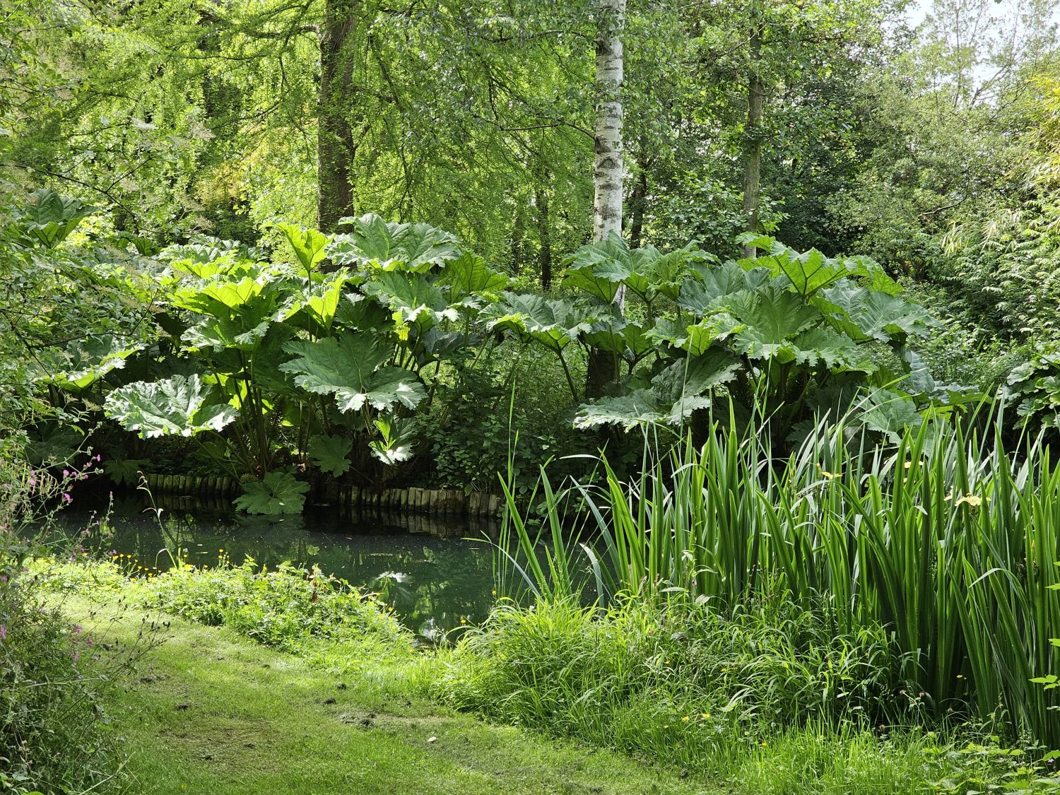 Bannuts Farm: Gunnera