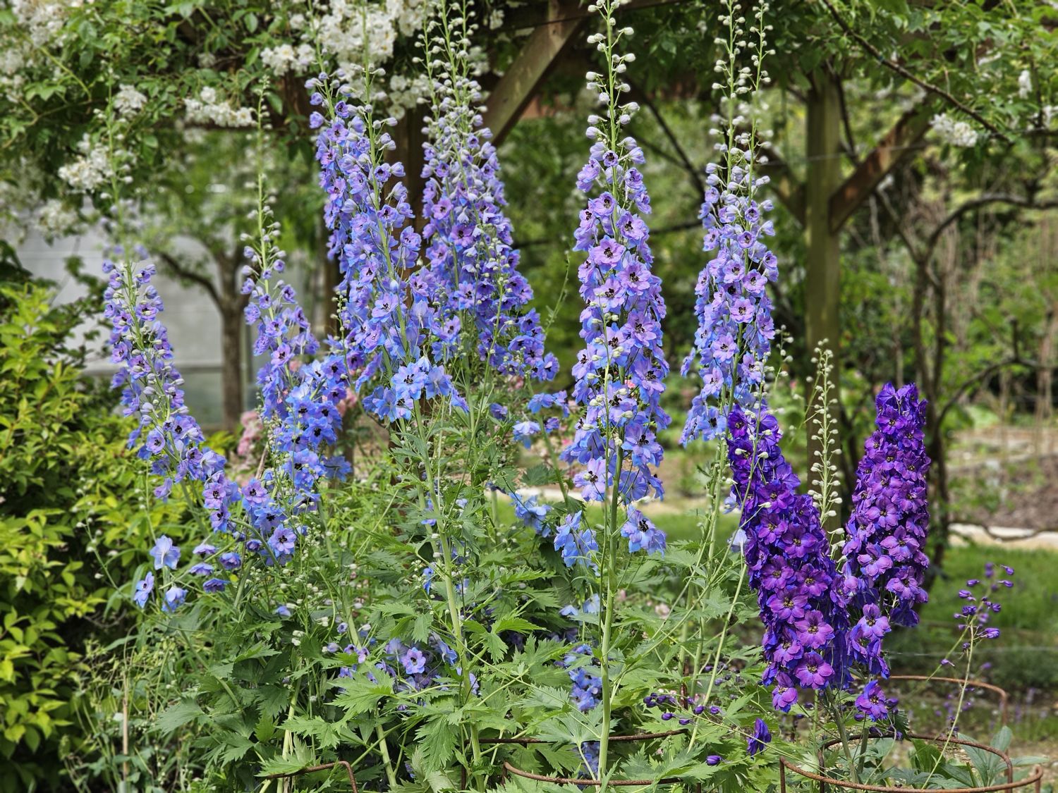 Hazel House: Delphiniums