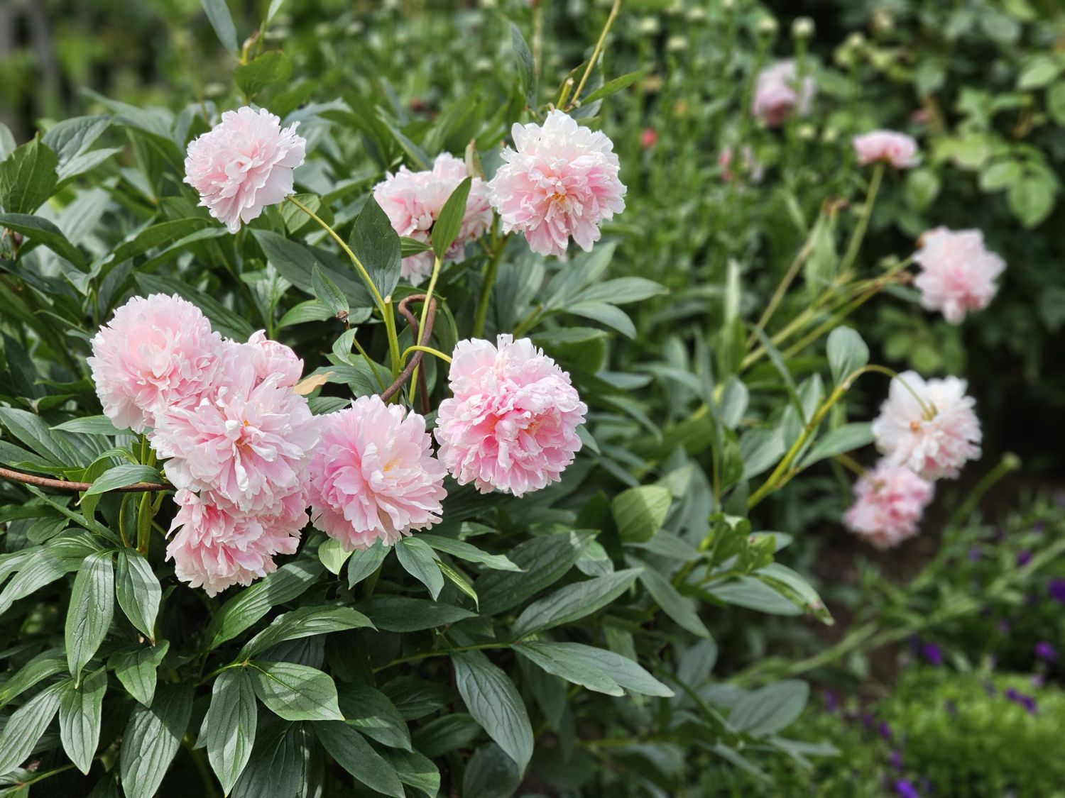 Meadow House: Peonies