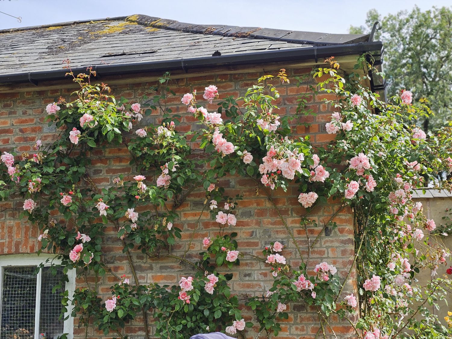 Poplar Dene: fragrant climber