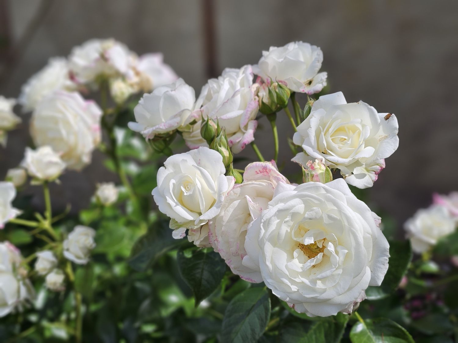 Poplar Dene: specialising in roses