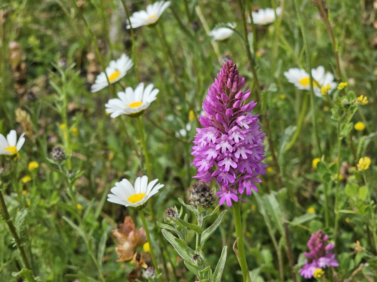 Upcote: native Orchids