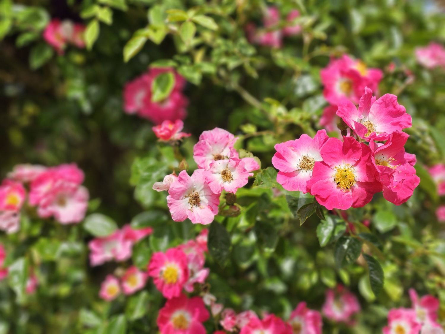 Willows Cottage: a beautiful rose