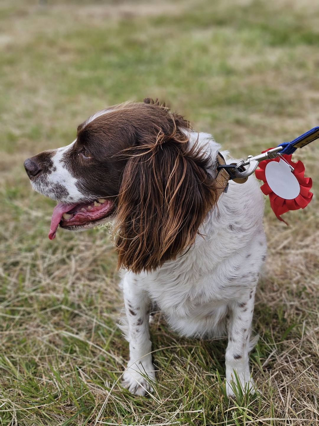 Winner of ‘Best Denarian’, ‘Basil’ is 11 years old and joined Frank Finn from the Dogs’ Trust last November