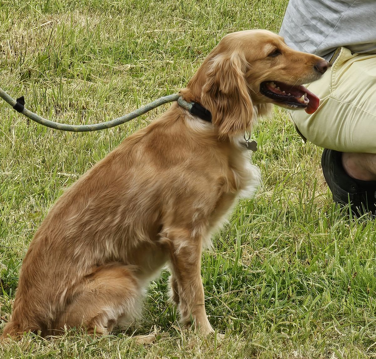 ‘Barley’ won not only ‘Prettiest bitch’, but also snagged ‘Waggiest tail’